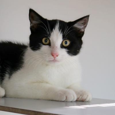 Pipito